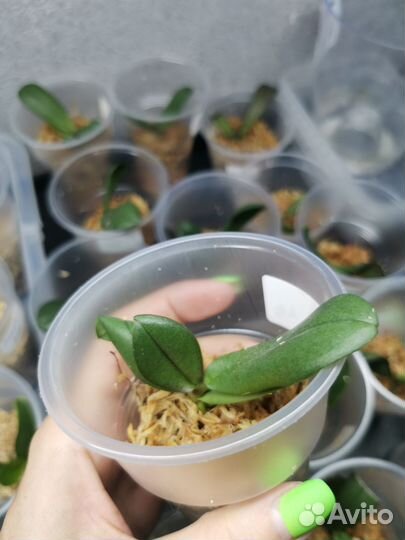 Орхидея фаленопсис