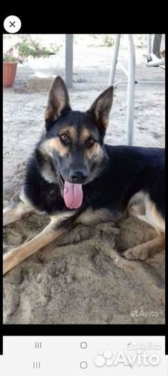 Щенки немецкой овчарки