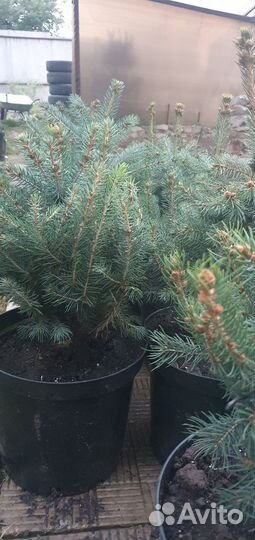 Хвойные растения