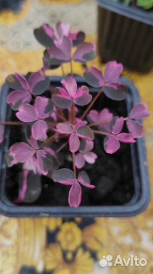 Комнатные цветы