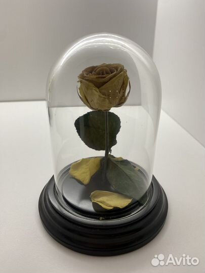 Роза в колбе