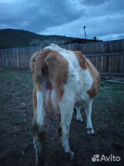 Молодняк,коровы с телятами