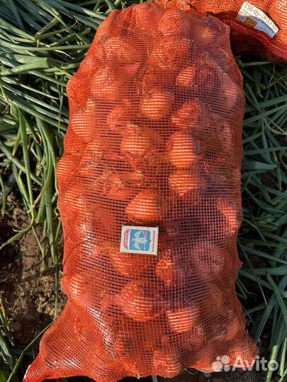 Лук репчатый оптом