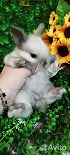 Карликовые декоративные кролики от заводчика
