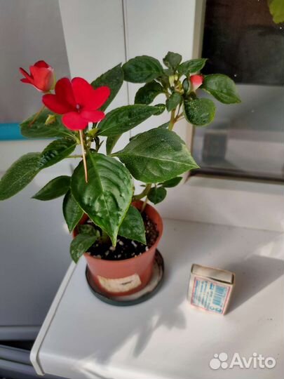 Бальзамин и каланхоэ