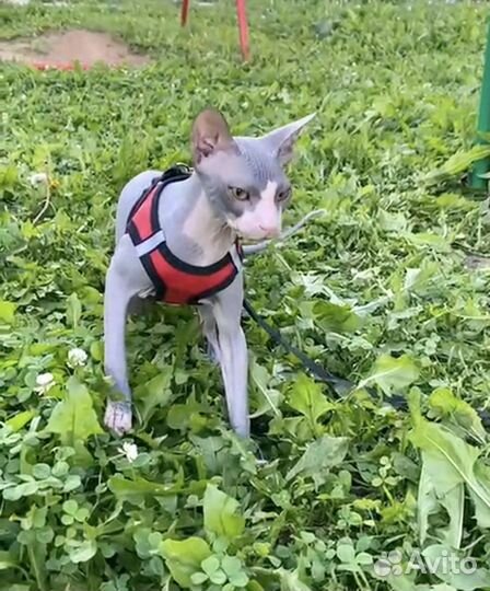 Донской сфинкс вязка