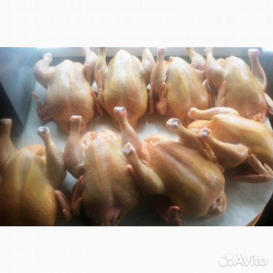 Домашняя птица,мясо