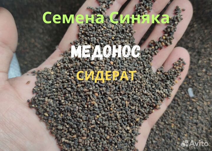 Семена Синяк Медонос Сидерат