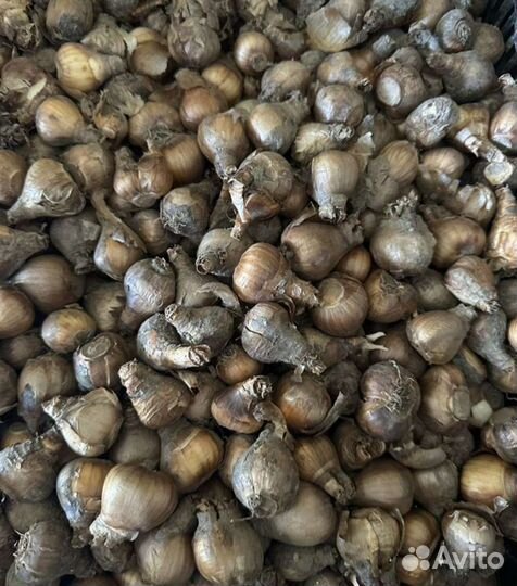 Нарцисс крупнокорончктый