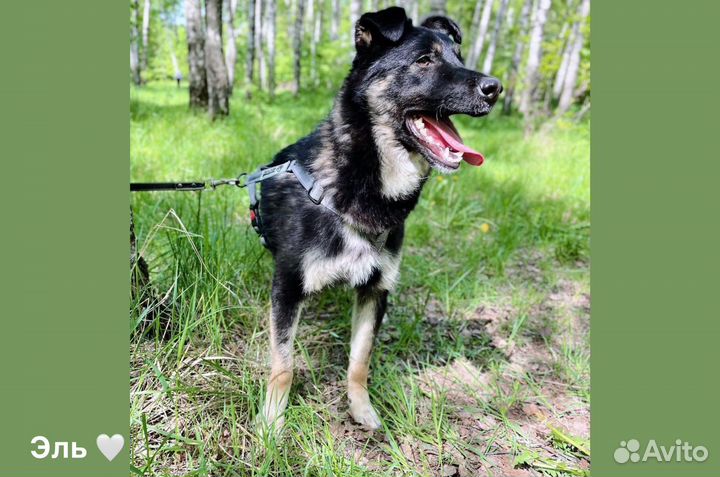 Небольшой молодой пёс Эль из приюта