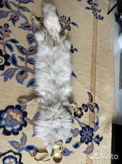 Шкурка песца