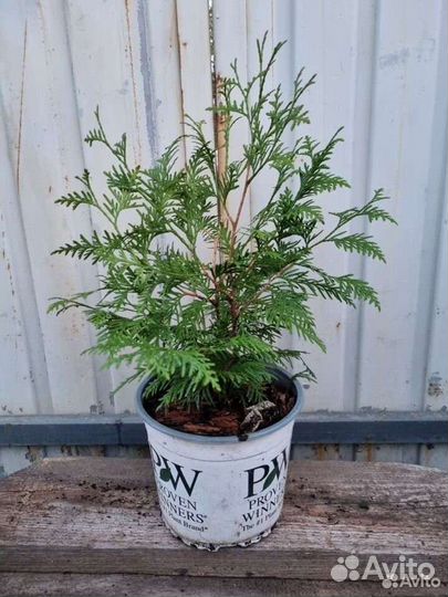 Туя брабант