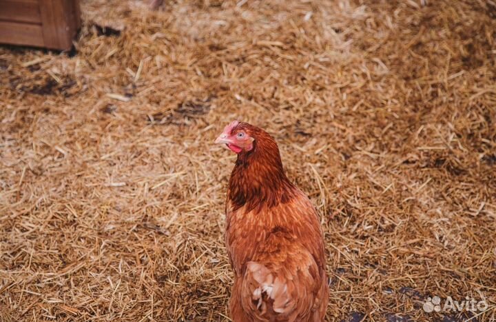 Курочки молодые Несушки