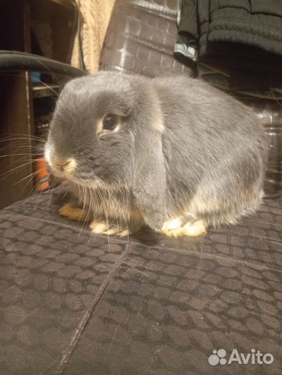 Декоративные кролики