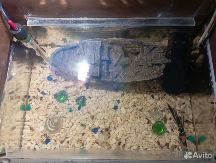 Аквариум и скалярия