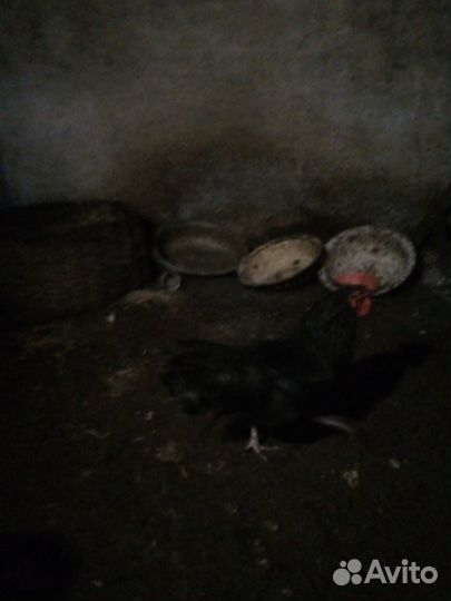 Продам петушка молодой вывод в 2022 от несушки