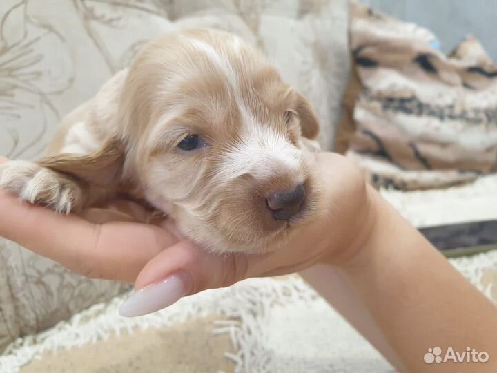 Щенки русского спаниеля