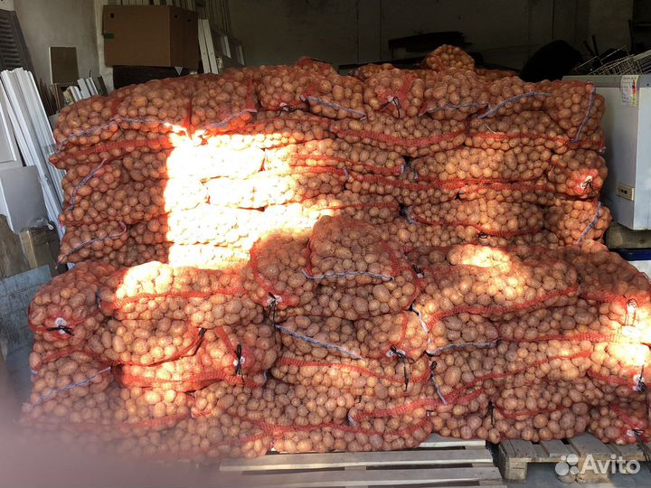 Картошка оптом