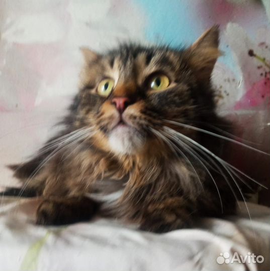 Отдам в добрые руки полосатого котика
