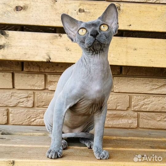 Шикарные котики девон-рекс