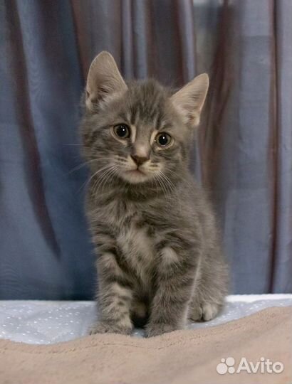 В добрые руки шотландские котята