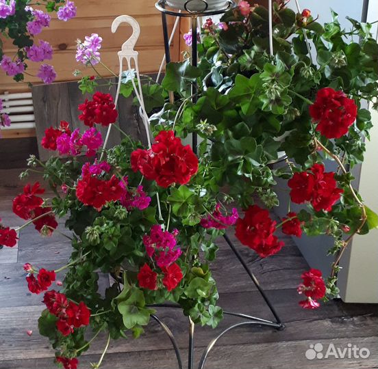 Плющелистная пеларгония