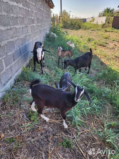 Дойные козы