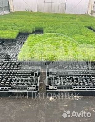 Предзаказ Горная сосна Мугус зкс сеянцы