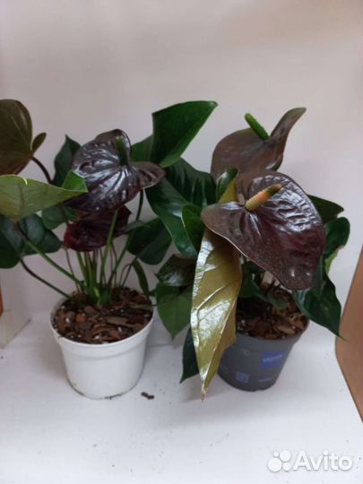 Антуриум Чёрный дракон