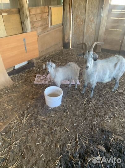 Козочка и козлик 4,5 месяца