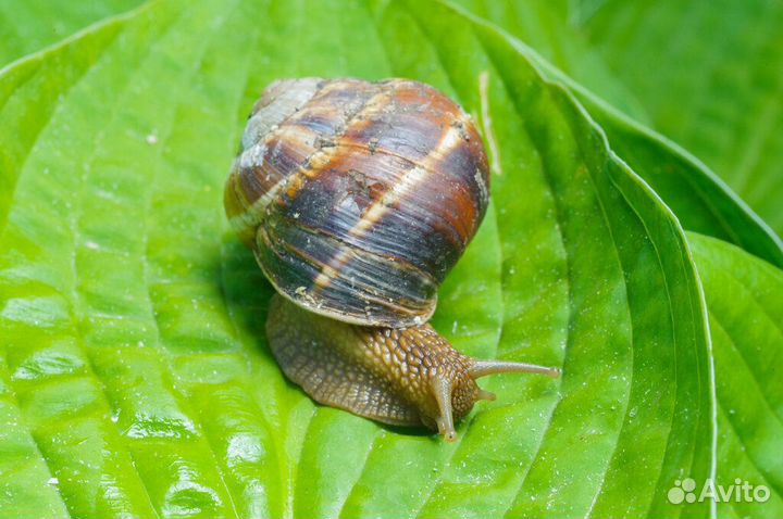 Улитки виноградные 2 ведра почти в наличие
