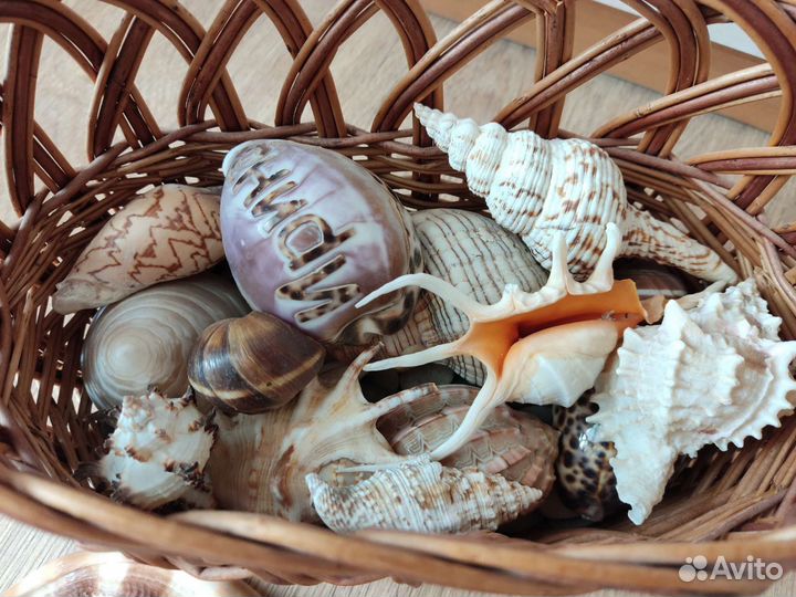 Морские ракушки раковины в корзине