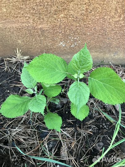 Саженцы:сирень,гортензия,хосты, ромашки желтые