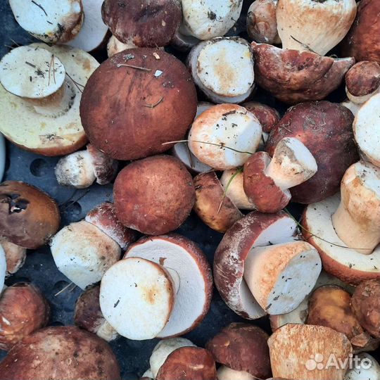 Белые, подберезовики, подосиновики, рыжики, грузди