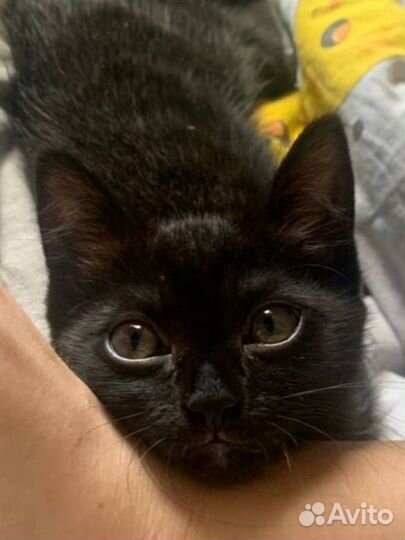 Кошка в дар