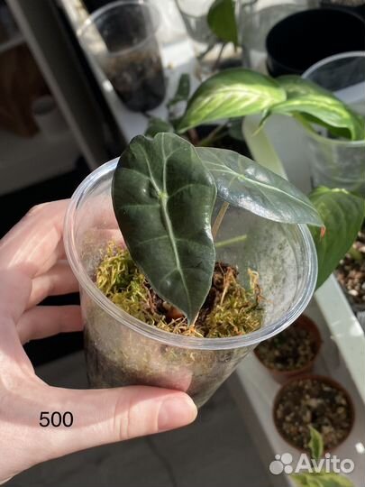 Алоказия полли