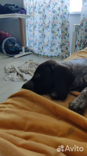 Щенок курцхара