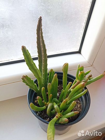 Аихризон дерево любви, Гобблин