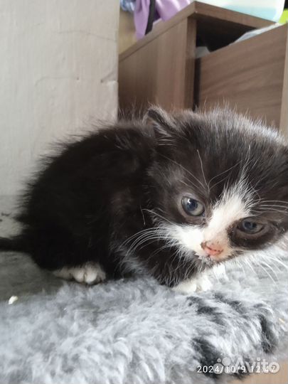 Продам котëннока и может кошку