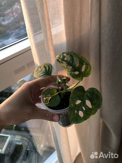 Черенки комнатных растений