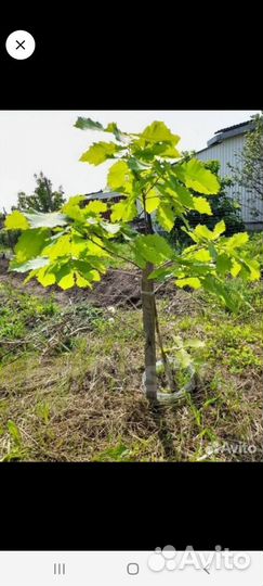 Саженцы дуба