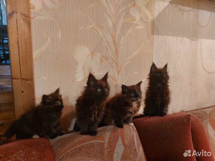 Продам котят мейн-кун