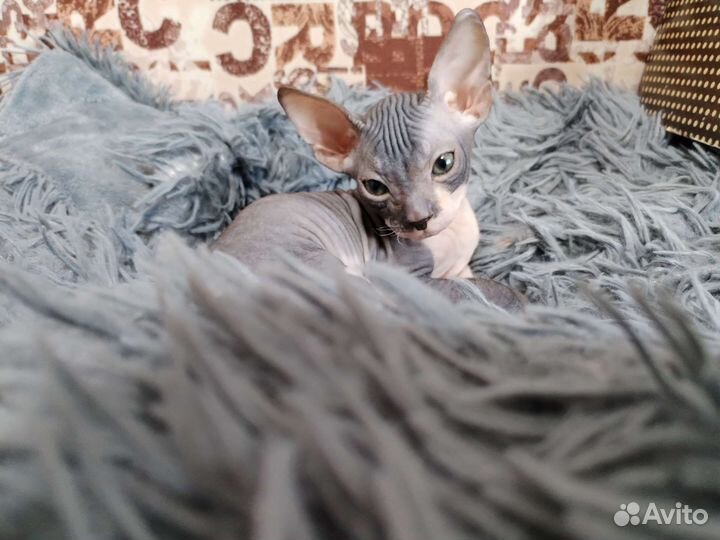 Донской сфинкс котенок