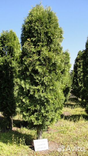 Туя, крупномер