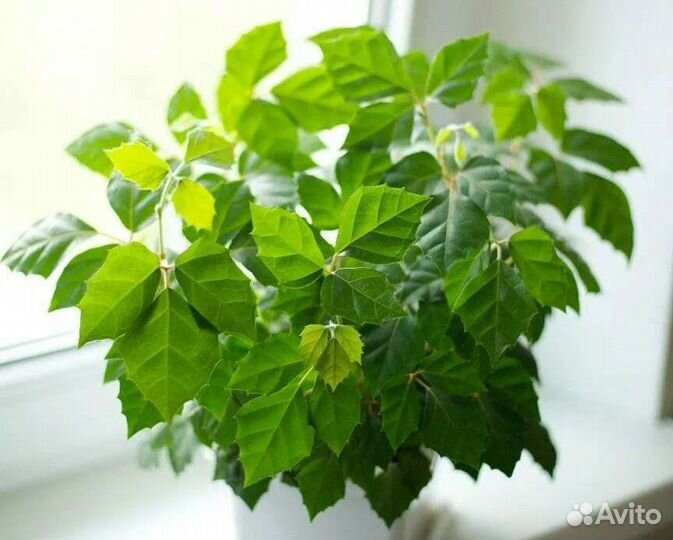 Циссус ромболистный березка