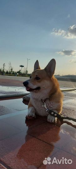 Вельш-корги пемброк Вязка