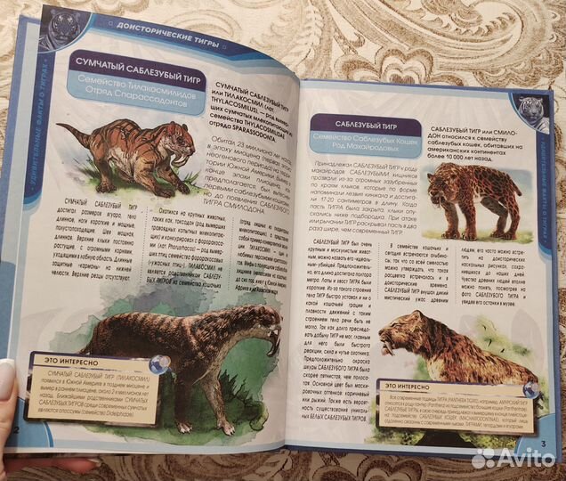 Удивительные факты о тиграх