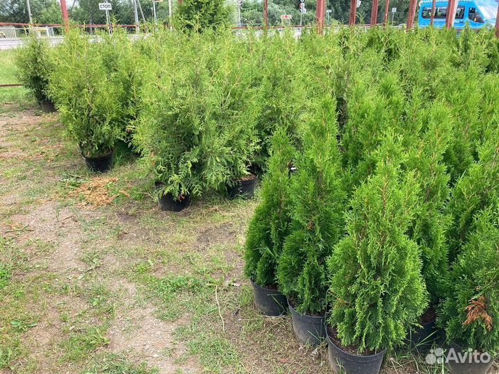 Саженцы Туя Брабант 130-150 см