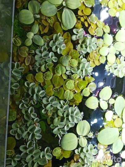 Растения для аквариума