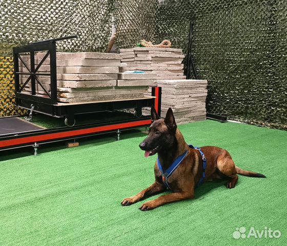 Кинолог для малинуа (бельгийская овчарка)